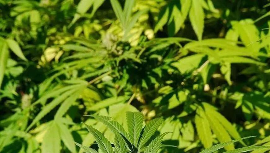 澳门开奖免费资料,大祭司得了mvp,前瞻性战略落实探讨_正式版V12.93